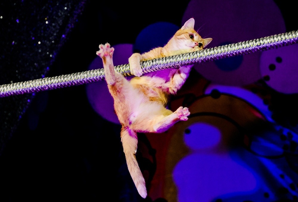 Can cats be trained to follow commands? You'll be surprised at what they're capable of