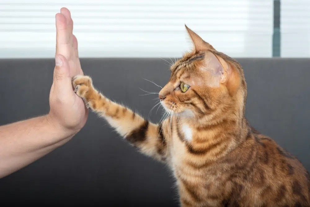 Once you've mastered basic skills, you can move on to other activities that your cat isn't naturally inclined toward