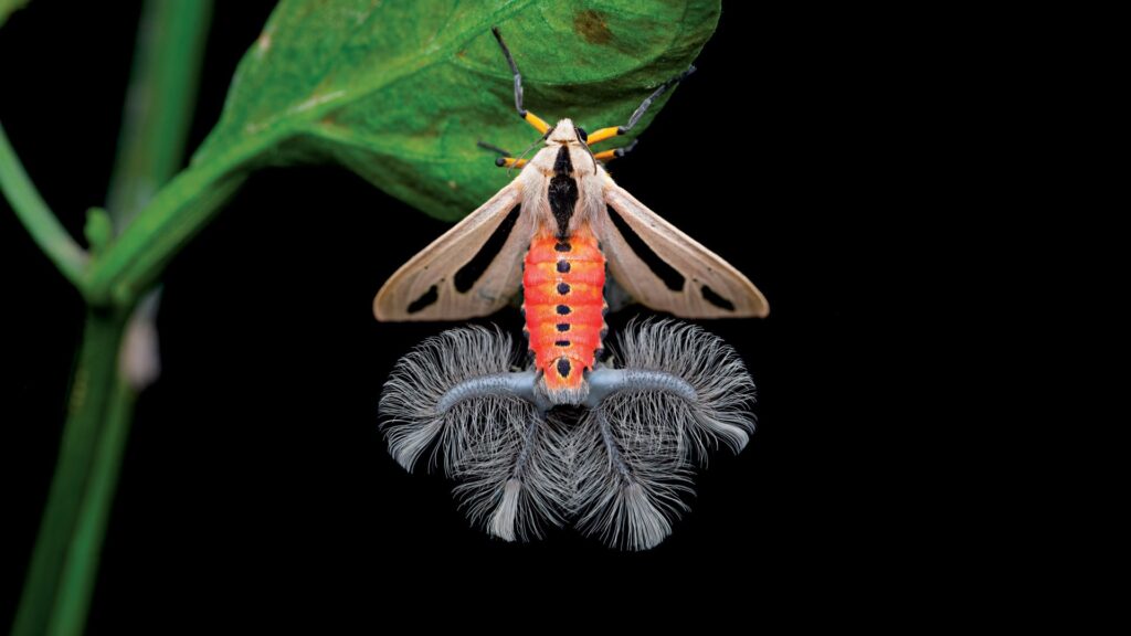 Australia's strangest moth: what its creepy tentacles are hiding. Image source: nationalgeographic.ge