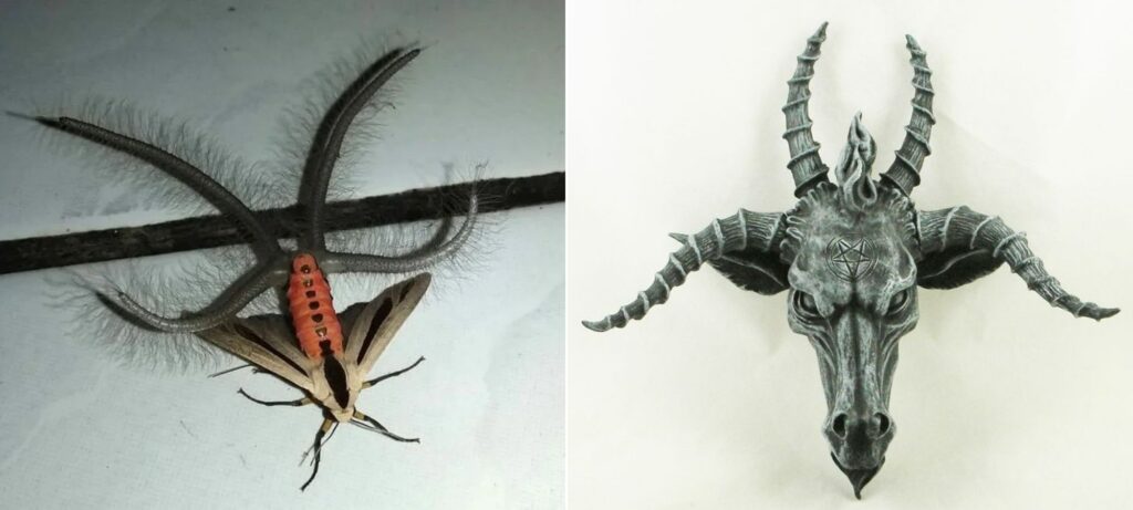 Why is the Baphomet moth named that way? Here's the resemblance. Image sources: imgur.com, ru.pinterest.com