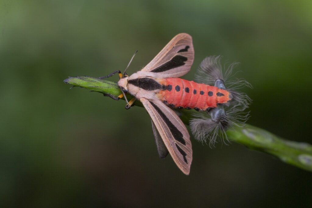 Behind this creature's frightening appearance lies perfectly explainable biology. Image source: newsinvest.ru