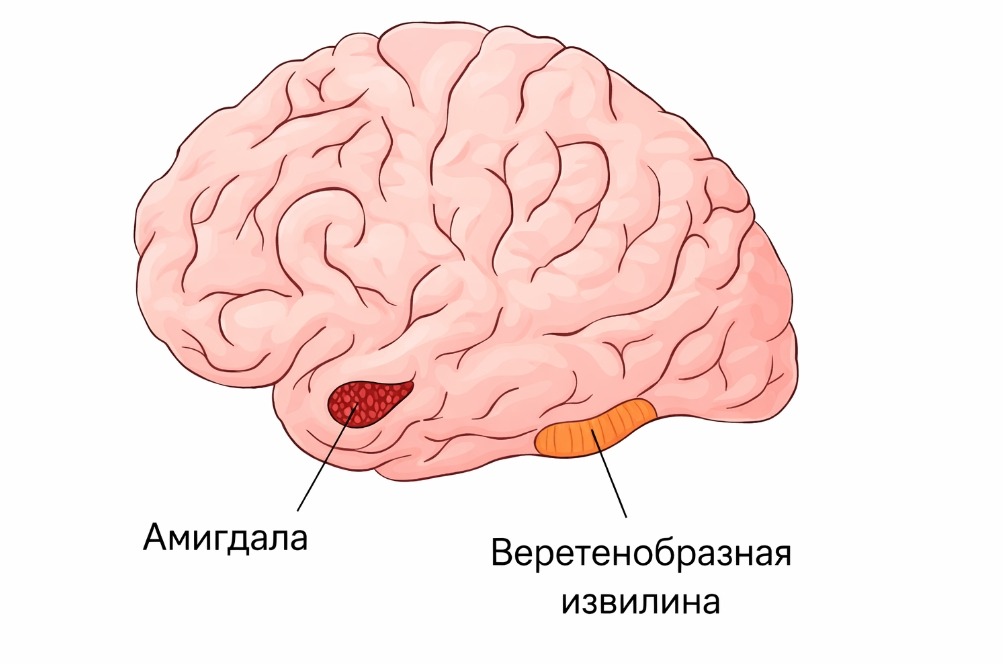 Why the Brain Stops Recognizing Loved Ones. Amygdala and fusiform gyrus. Why the Brain Stops Recognizing Loved Ones. Amygdala and fusiform gyrus. Photo.