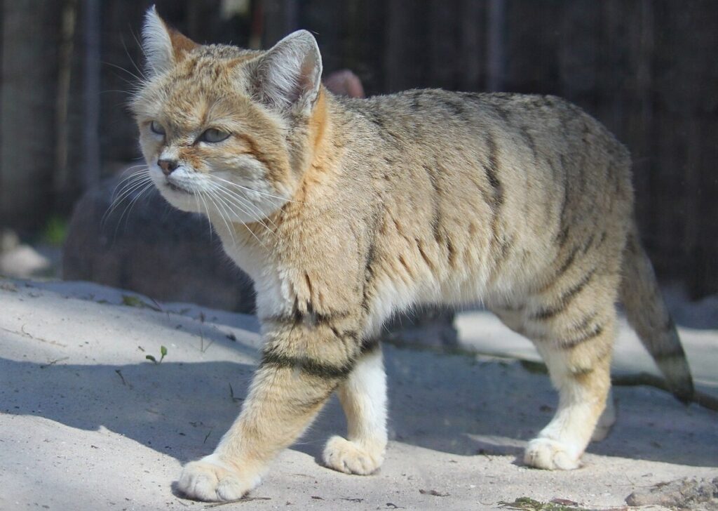 What Does the Sand Cat Look Like What Does the Sand Cat Look Like