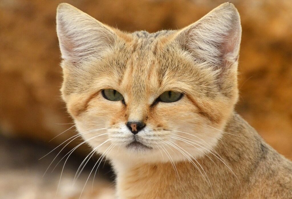 Cats Living in Deserts Cats Living in Deserts