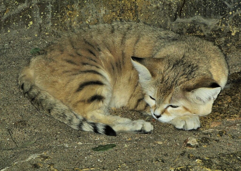 Cats That Dig Burrows Cats That Dig Burrows