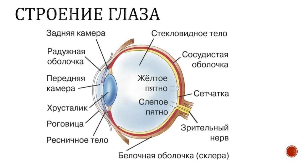 What Fluids Are Inside the Eye. Structure of the human eye. Image source: znanio.ru. What Fluids Are Inside the Eye. Structure of the human eye. Image source: znanio.ru. Photo.