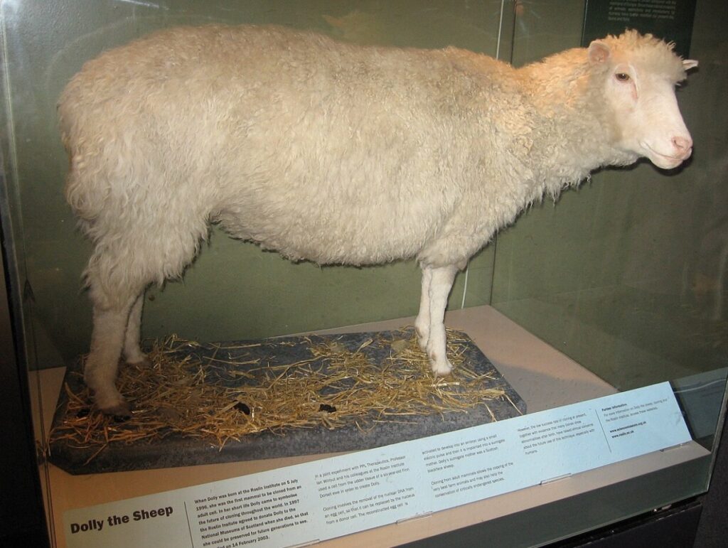 Stuffed Dolly the sheep. Image source: wikipedia.org