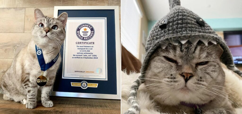 Сколько зарабатывает Нала и как она стала знаменитой. Нала — кошка с рекордом Guinness по числу подписчиков среди кошек. Источник изображений: thesun.co.uk. Nala — a cat with a Guinness record for the most followers among cats. Image source: thesun.co.uk