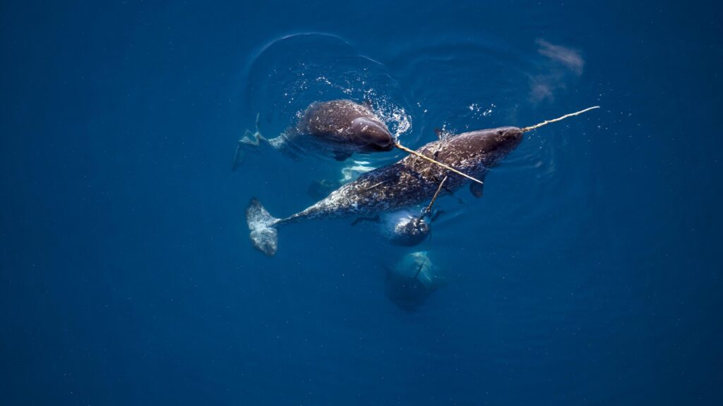 Where Narwhals Live and What They Look Like. These social whales typically stay in groups of two to ten individuals, but they are quite elusive and difficult to study in the wild. Image source: wwf.org.uk. Where Narwhals Live and What They Look Like. These social whales typically stay in groups of two to ten individuals, but they are quite elusive and difficult to study in the wild. Image source: wwf.org.uk. Photo.
