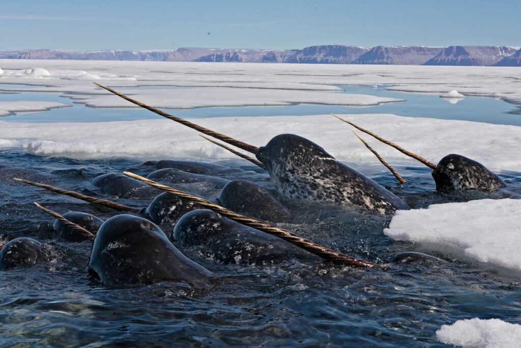 How Narwhals Use Their Tusks for Mating, Hunting, and Communication. According to new data, narwhals may use their tusks to search for food, explore their environment, and even for play. Image source: lifestyle.znews.vn. How Narwhals Use Their Tusks for Mating, Hunting, and Communication. According to new data, narwhals may use their tusks to search for food, explore their environment, and even for play. Image source: lifestyle.znews.vn. Photo.