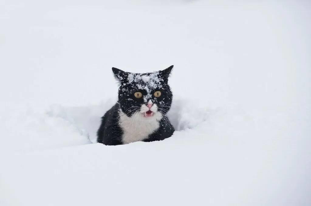 Why February Has the Strongest Frosts Even Though Days Are Getting Longer. The February paradox: why frosts intensify when winter is already 'waning'. Image source: author.today. Photo.