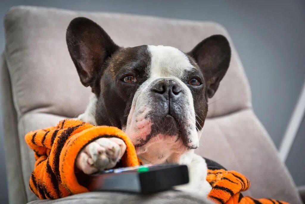 Want to turn on the TV for your dog? Here's the content they're actually interested in. Image source: sciencefocus.com