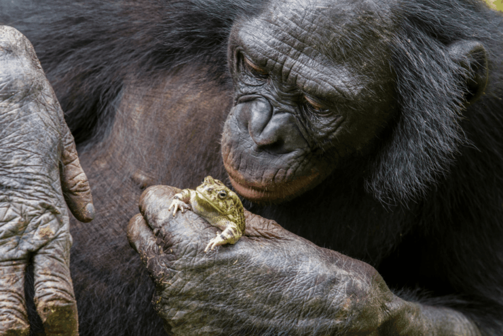 Bonobo Love: A Bonobo and a Frog at the Lola ya Bonobo Sanctuary. «Bonobo Love». Photo: Christian Ziegler. Image source: nationalgeographic.com. Bonobo Love: A Bonobo and a Frog at the Lola ya Bonobo Sanctuary. «Bonobo Love». Photo: Christian Ziegler. Image source: nationalgeographic.com. Photo.
