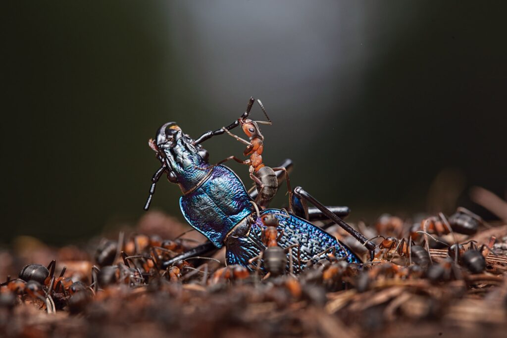 Forest Guardians: Red Wood Ants and Their Role in the Ecosystem. «Forest Guardians». Photo: Ingo Arndt. Image source: nationalgeographic.com. Forest Guardians: Red Wood Ants and Their Role in the Ecosystem. «Forest Guardians». Photo: Ingo Arndt. Image source: nationalgeographic.com. Photo.
