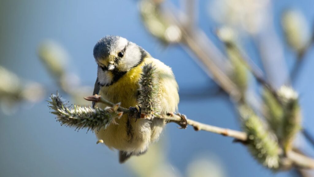 Birdsong and buzzing insects are sure signs that spring is near. Photo.