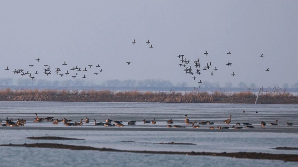A flock of migratory birds over a lake in early spring. Photo.