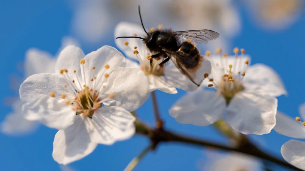 A bee on a white flower. Photo.