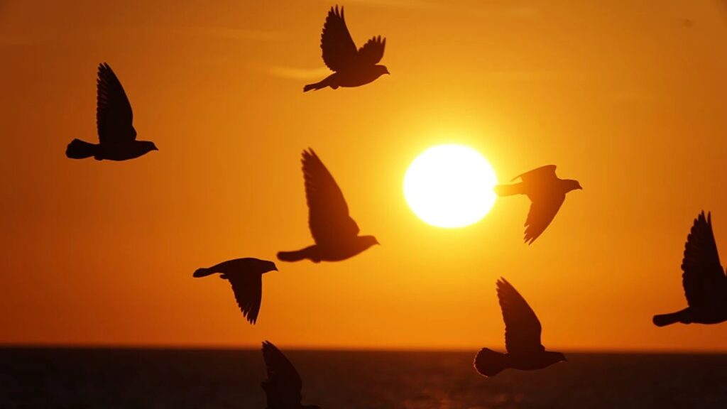 Birds flying at dawn. Photo.