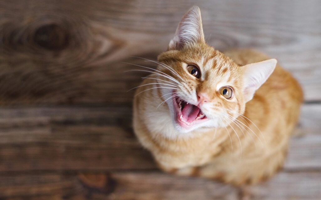 Main Reasons for Loud Meowing in Cats: How to Tell Age-Related Changes from Illness. Some cats meow more than others, but if your cat has started meowing unusually often, it could be a sign of health problems. Image source: rbc.ru. Main Reasons for Loud Meowing in Cats: How to Tell Age-Related Changes from Illness. Some cats meow more than others, but if your cat has started meowing unusually often, it could be a sign of health problems. Image source: rbc.ru. Photo.