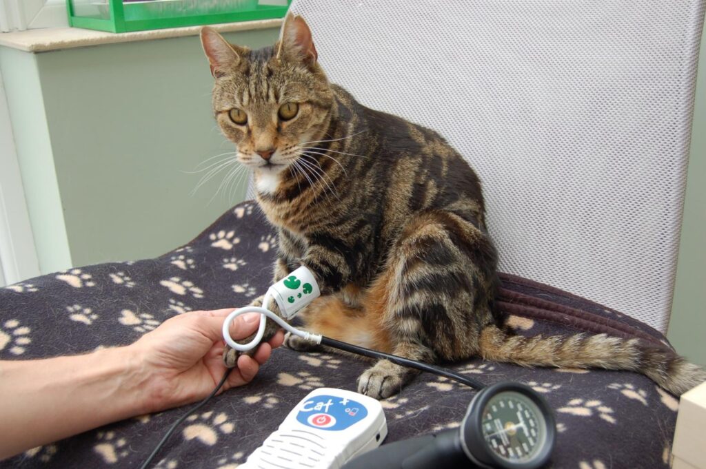 Hypertension in Cats: How High Blood Pressure Affects Vocalization. Not all owners know this, but cats also need their blood pressure measured. There is a pet tonometer that is placed on the paw or the base of the tail. Image source: phys.org. Hypertension in Cats: How High Blood Pressure Affects Vocalization. Not all owners know this, but cats also need their blood pressure measured. There is a pet tonometer that is placed on the paw or the base of the tail. Image source: phys.org. Photo.