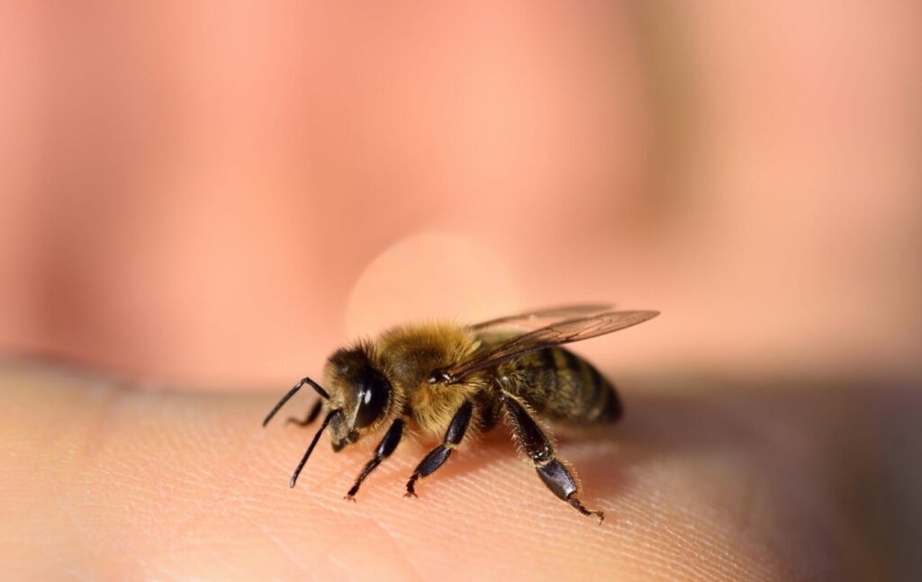 Why Does a Bee Die After Stinging, but a Wasp Doesn't? The bee's stinger is barbed, which is why it gets stuck in the victim's skin after a sting. Image source: Live Science. Photo.