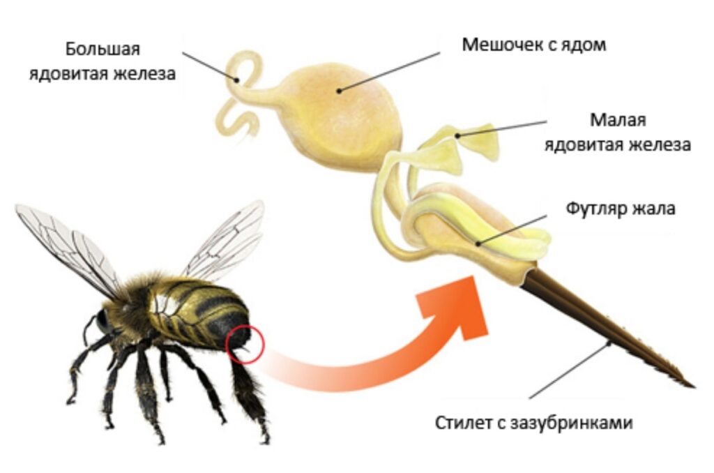 Which Bees and Wasps Sting. Structure of a bee stinger. Image source: medside.ru. Photo.