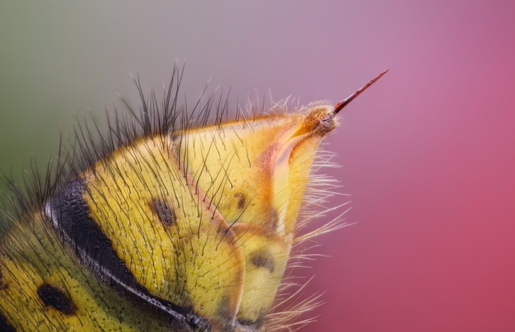 How Bee and Wasp Stings Differ. Wasp stinger. Image source: gismeteo.ru. Photo.