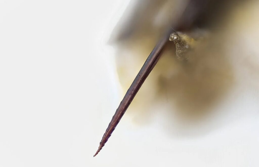 How Bee and Wasp Stings Differ. Barbed bee stinger. Image source: wikimedia.org. Photo.
