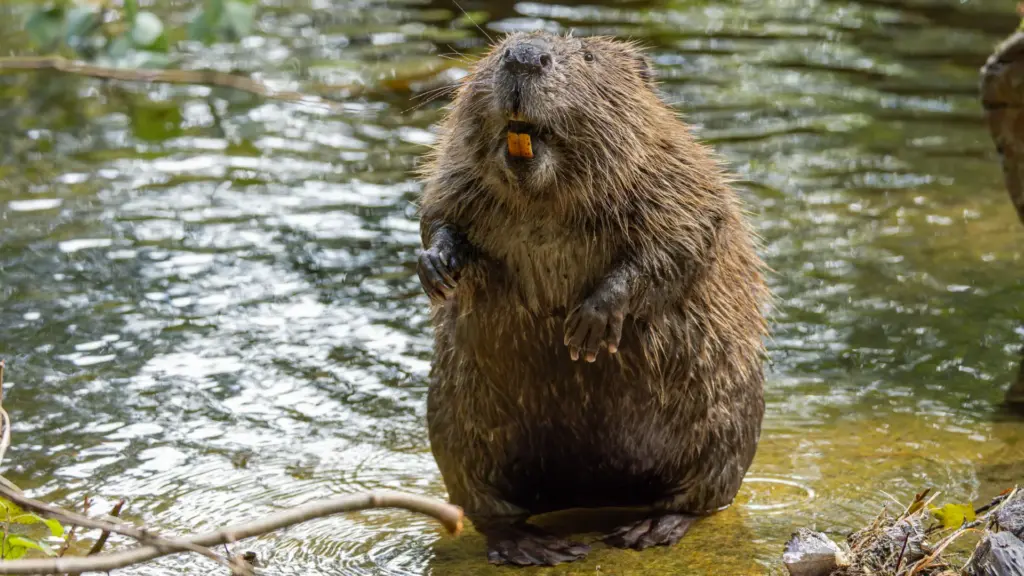 How ordinary beavers can save the world from a global catastrophe? A beaver dam turns a forest stream into a marshy pond — a natural carbon storage. Photo.