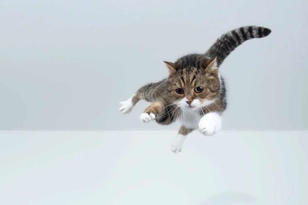 Figure skaters and cats use the same principle. Only figure skaters need years of training, while cats are born with this skill. Image source: scientificamerican.com