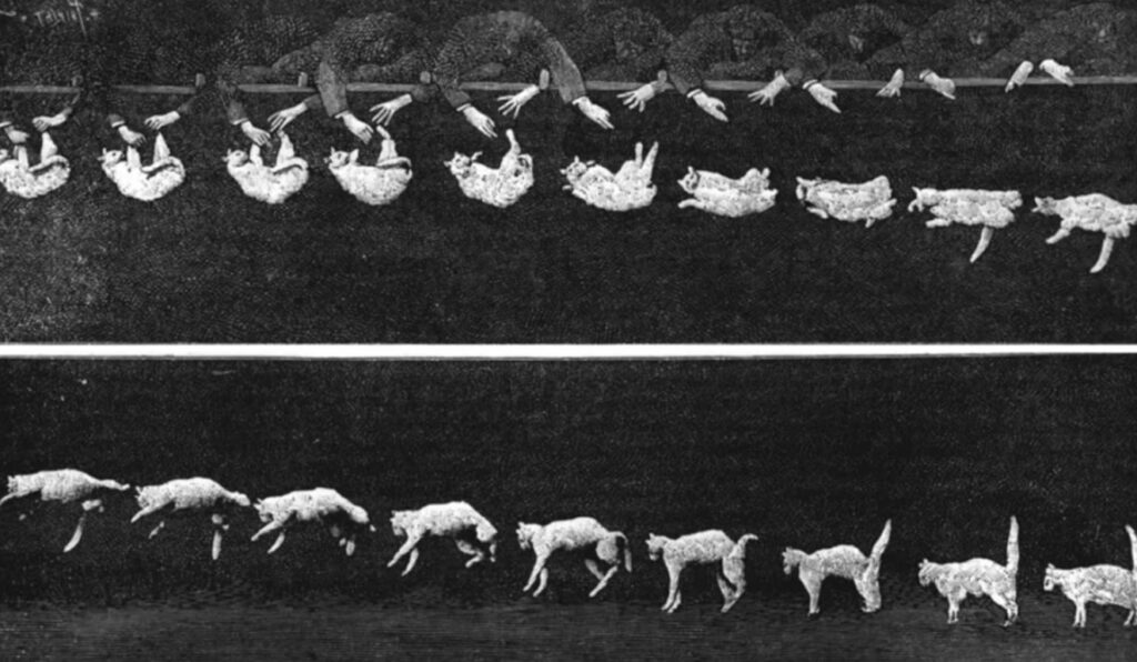 It was precisely these photographs from the late 19th century that baffled an entire generation of physicists. And no wonder — the cat was literally breaking the laws of nature on camera. Image source: scientificamerican.com