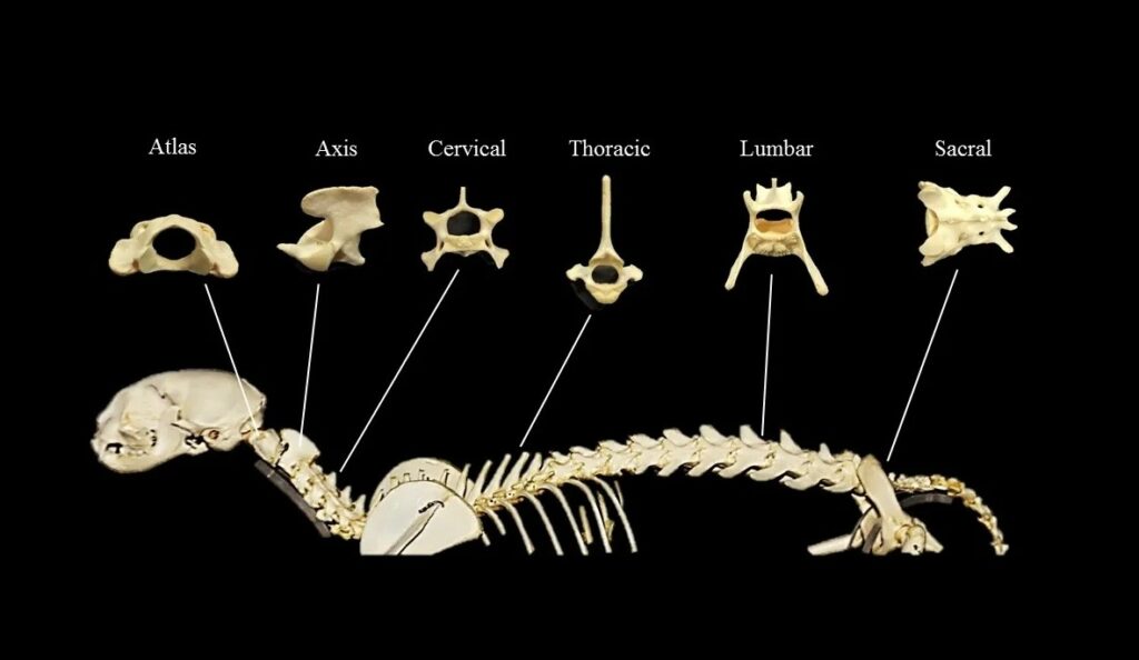 Cats have more than 50 vertebrae, while humans have 33. Image source: courses.lumenlearning.com