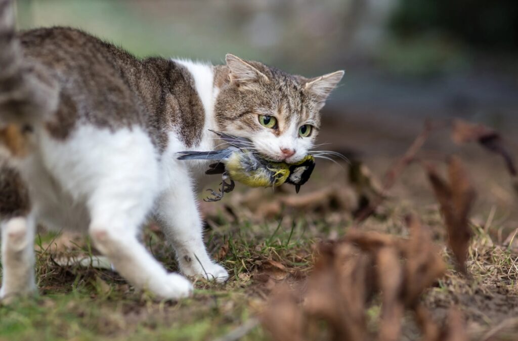 Cats bring prey not for us, but for themselves. Image source: nypost.com