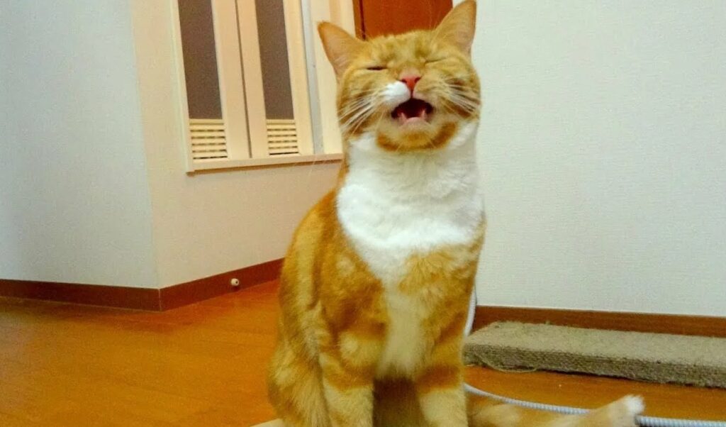 The Flehmen response is a behavior in mammals in which the animal inhales with an open mouth and a characteristic lip movement. Image source: Live Science