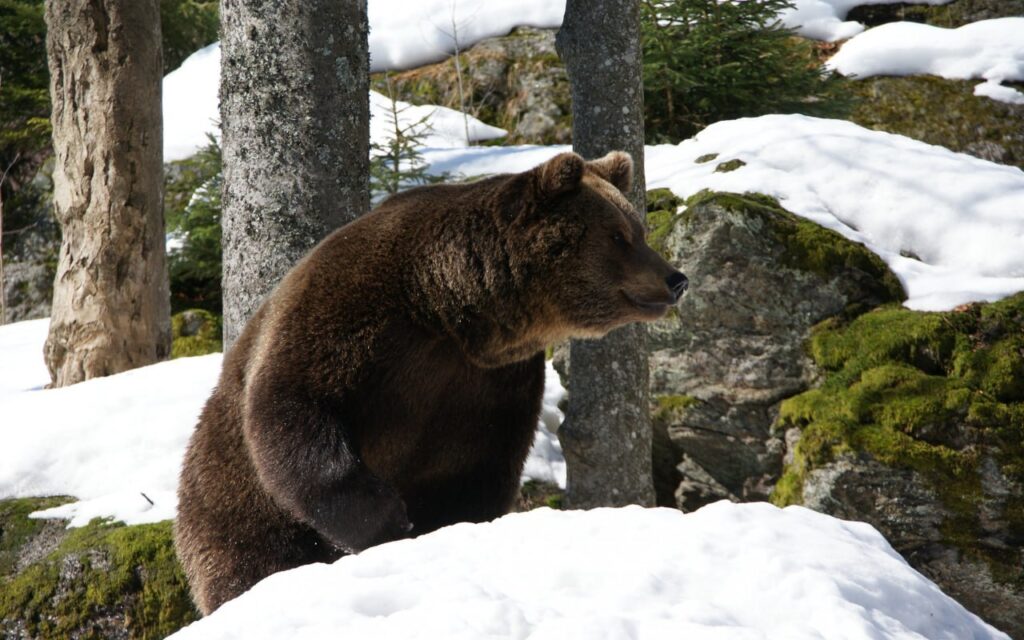 What Bears Eat Right After Hibernation and Why People Need to Know This. What a bear eats after leaving its den: the surprising spring diet of the forest's most dangerous animal. Image source: amur.info. What Bears Eat Right After Hibernation and Why People Need to Know This. What a bear eats after leaving its den: the surprising spring diet of the forest's most dangerous animal. Image source: amur.info.