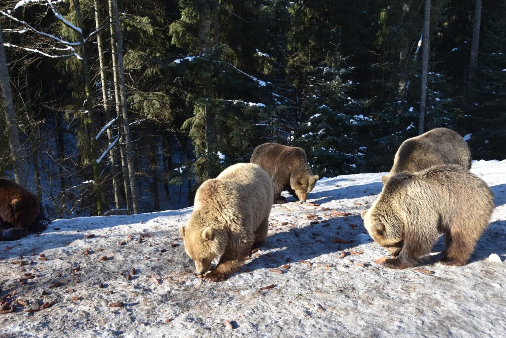 What a Bear Eats After Coming Out of Hibernation. In early spring, bears often eat young vegetation, roots, insects, and carrion, and the spring diet generally depends on the region and food availability. Image source: telegra.ph. What a Bear Eats After Coming Out of Hibernation. In early spring, bears often eat young vegetation, roots, insects, and carrion, and the spring diet generally depends on the region and food availability. Image source: telegra.ph.