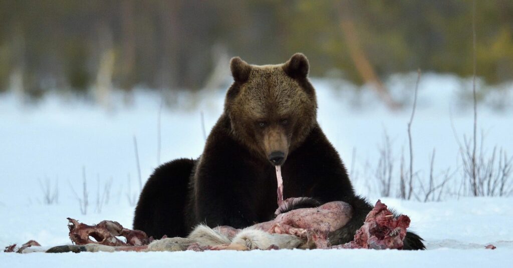 What a Bear Eats in Spring in the Forest After Leaving the Den. A bear leaves its den severely exhausted and begins actively searching for food to recover lost body mass. Image source: en.35photo.pro. What a Bear Eats in Spring in the Forest After Leaving the Den. A bear leaves its den severely exhausted and begins actively searching for food to recover lost body mass. Image source: en.35photo.pro.