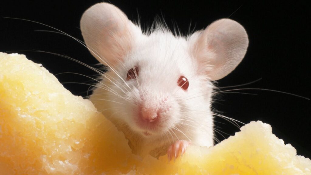 Laboratory mice — the main participants in the 20-year serial cloning experiment