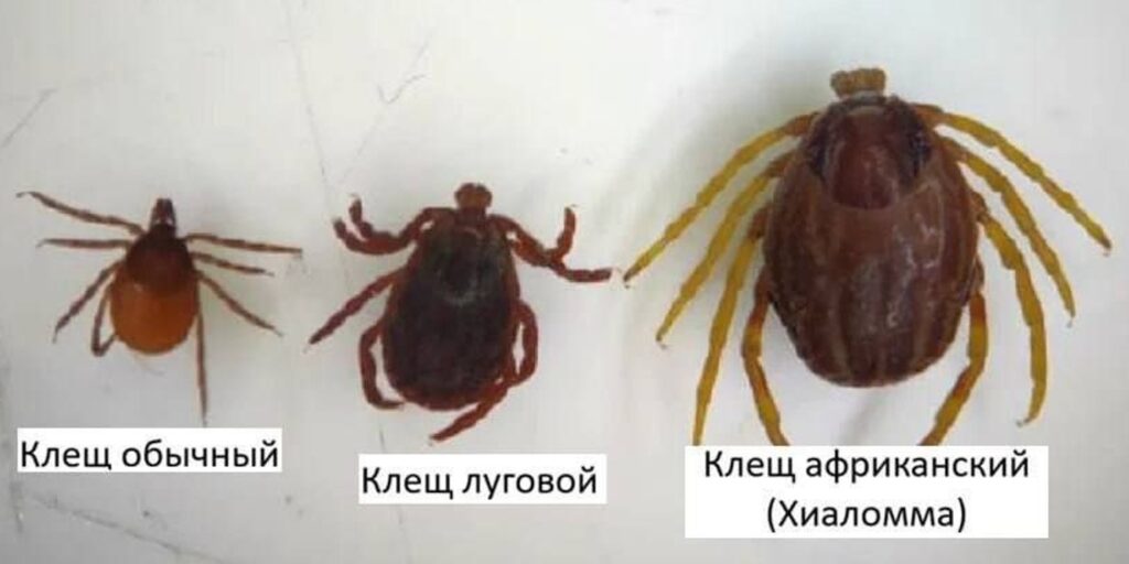 Новый вид клещей в России. Как выглядят разные виды клещей. Источник изображения: yaplakal.com. What different types of ticks look like. Image source: yaplakal.com
