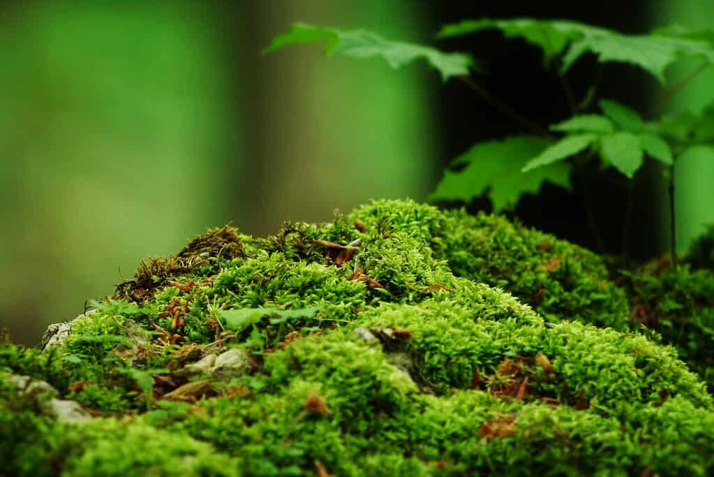 Moss on a road embankment slope during rain