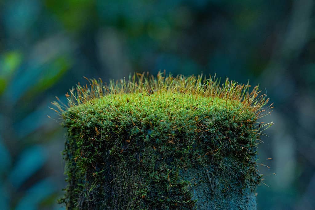 Moss helps preserve biodiversity along busy roads. Image source: zmescience.com. Photo.