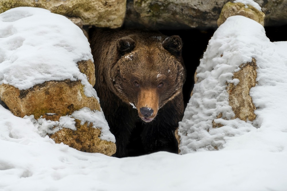 Why Bears Are Especially Dangerous After Winter: What Happens After Leaving the Den. Why an awakened bear is more dangerous than a hungry wolf. Image source: gismeteo.ru. Why Bears Are Especially Dangerous After Winter: What Happens After Leaving the Den. Why an awakened bear is more dangerous than a hungry wolf. Image source: gismeteo.ru. Photo.