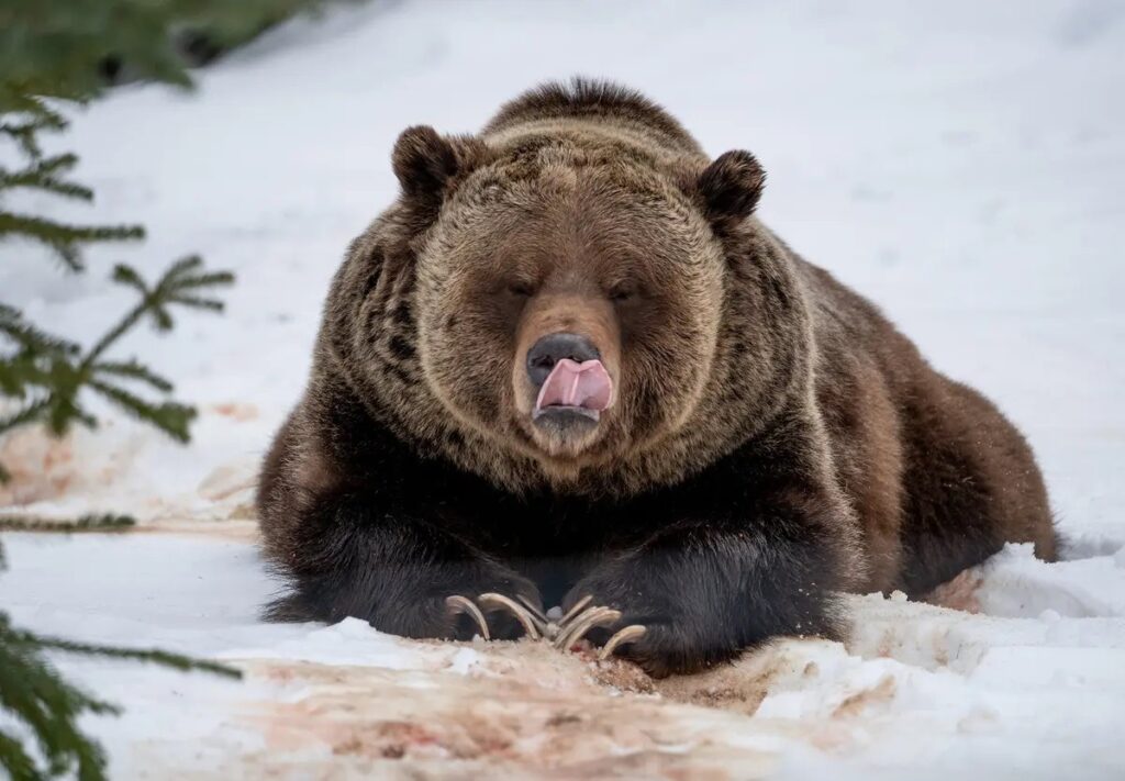 Why a Bear Becomes Dangerous After Winter Hibernation. A bear's body works at its limit after hibernation. During winter, its muscle strength decreases, water balance is disrupted, and metabolism switches to active mode. Image source: theepochtimes.com. Why a Bear Becomes Dangerous After Winter Hibernation. A bear's body works at its limit after hibernation. During winter, its muscle strength decreases, water balance is disrupted, and metabolism switches to active mode. Image source: theepochtimes.com. Photo.
