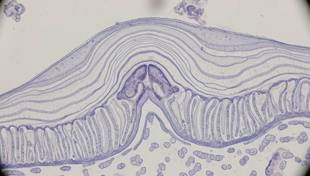 What Baby Teeth Reveal About the Mother's Pregnancy. Thin lines in baby tooth enamel store information about what the mother experienced during pregnancy. The Tooth Fairy definitely didn't expect that. What Baby Teeth Reveal About the Mother's Pregnancy. Thin lines in baby tooth enamel store information about what the mother experienced during pregnancy. The Tooth Fairy definitely didn't expect that.