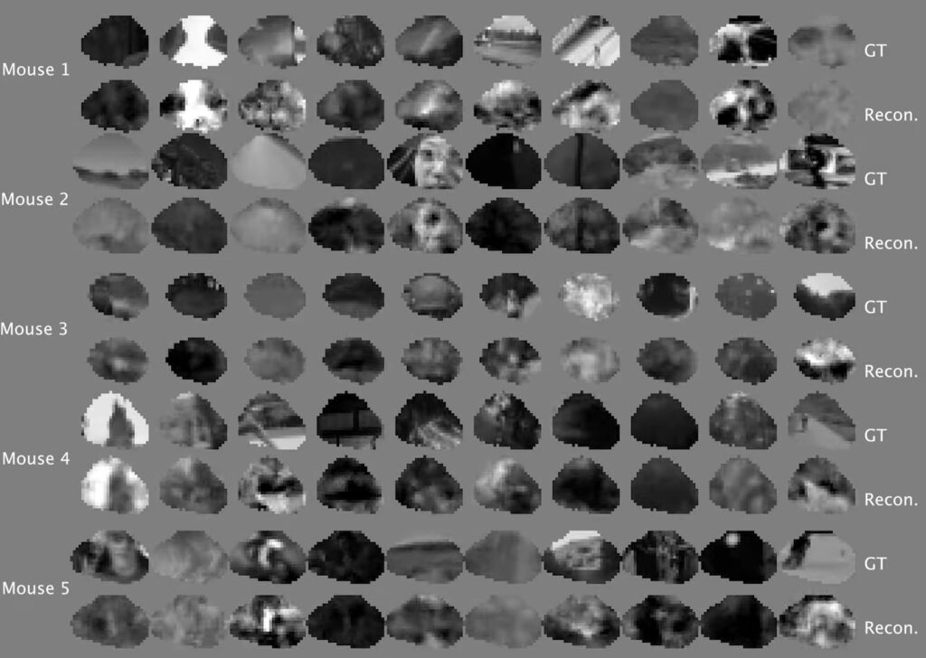 What Thoughts Did Scientists Read. Mouse thoughts that scientists managed to decode. Image source: YouTube channel Mouse EyeSpy. Photo.