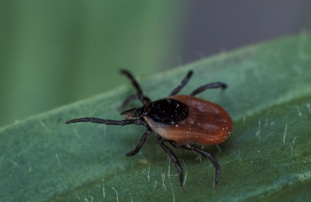 When Ticks Appear in Spring. Ticks in 2026 may wake up earlier than usual. Image source: bigenc.ru. When Ticks Appear in Spring. Ticks in 2026 may wake up earlier than usual. Image source: bigenc.ru. Photo.