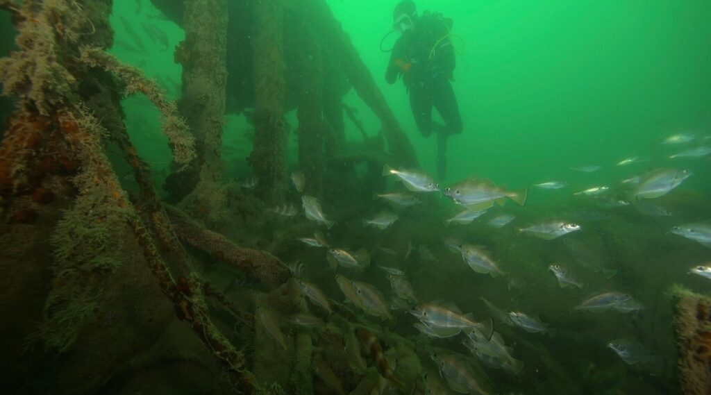 Archaeologists Discovered a New Graveyard of Ancient Ships: What's There? Near Libya, scientists found many ancient artifacts. Image source: interestingengineering.com. Photo.