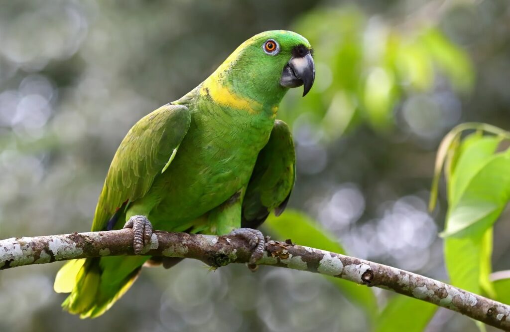 Why Parrots Talk Like Humans: Unexpected Scientific Discoveries. A bird's brain may weigh just a few grams, but its neuron density is colossal. Why Parrots Talk Like Humans: Unexpected Scientific Discoveries. A bird's brain may weigh just a few grams, but its neuron density is colossal. Photo.