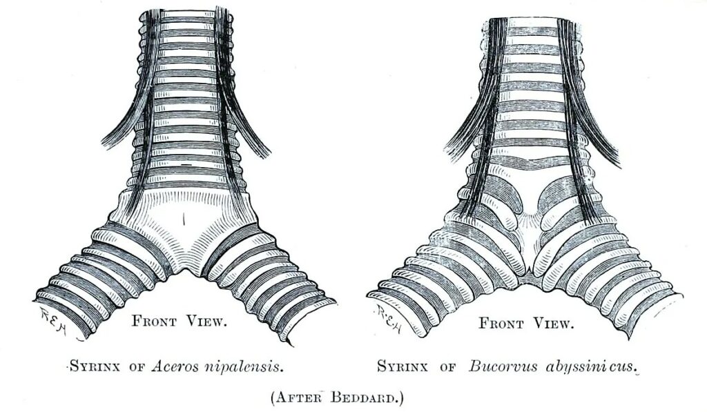 Why Parrots Repeat Words. Bird syrinx. Image source: wikipedia.org. Why Parrots Repeat Words. Bird syrinx. Image source: wikipedia.org. Photo.