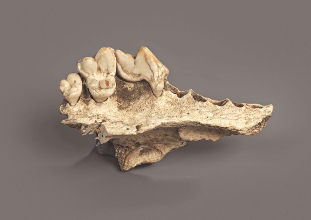 Fragment of an ancient dog's jaw from Kesslerloch cave, Switzerland. Image source: popsci.com. Photo.